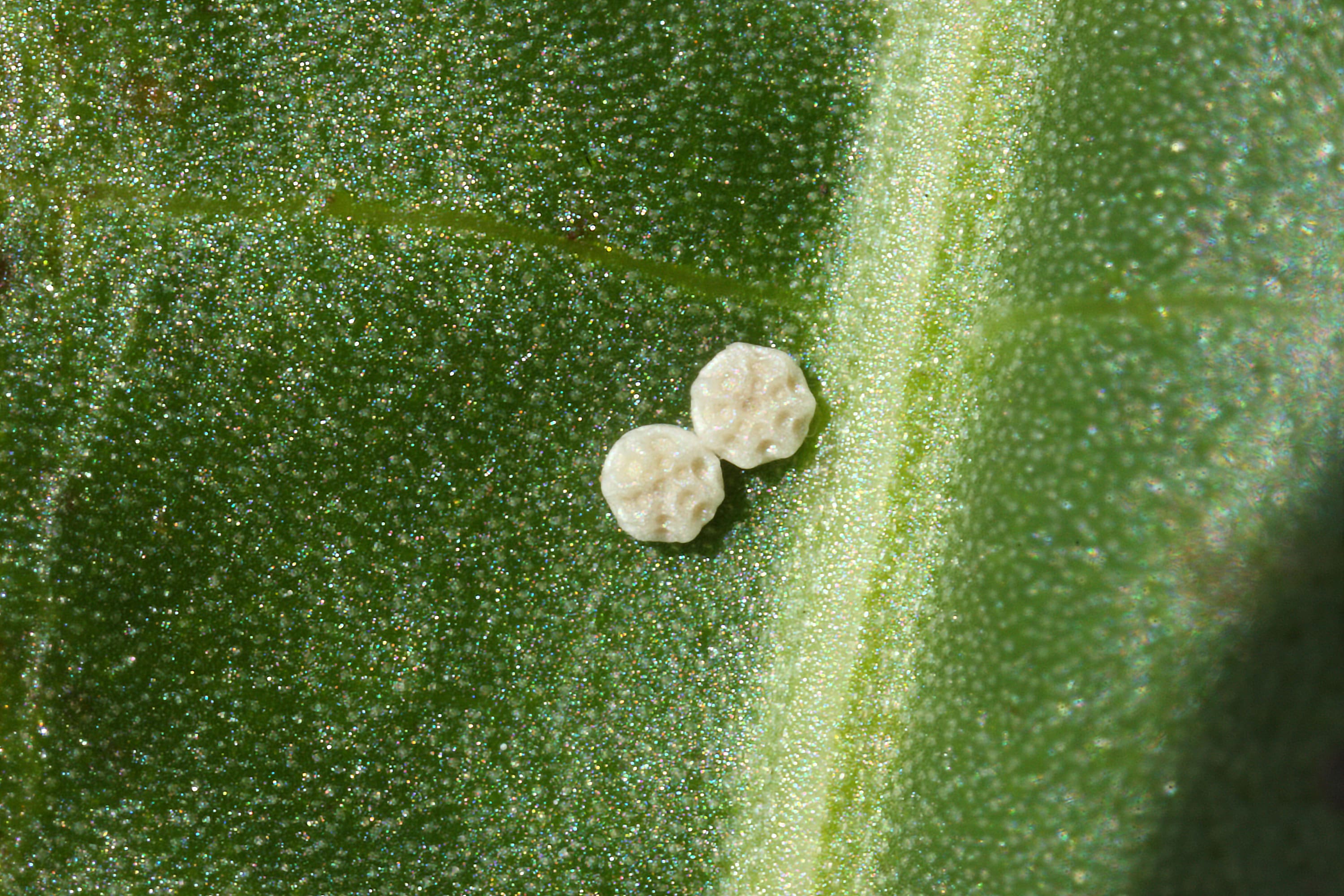 Bert van Rijsewijk, Weerribben, 22 juli 2009